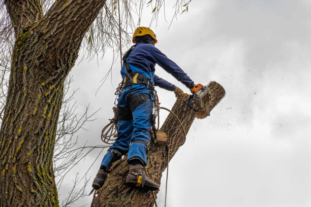 Best Tree Mulching  in Shelton, NE