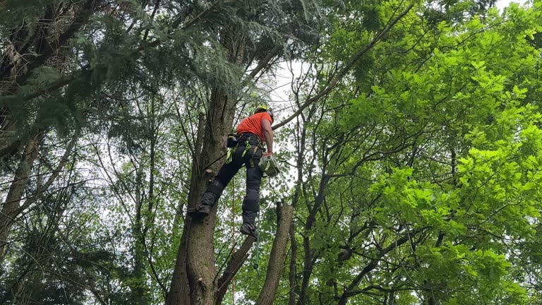 How Our Tree Care Process Works  in  Shelton, NE